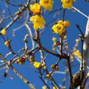 ヒメ日記 2025/01/19 00:46 投稿 有花(ゆか) ロケットワイフ