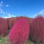 ヒメ日記 2025/10/27 13:49 投稿 有花(ゆか) ロケットワイフ