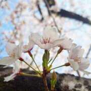 ヒメ日記 2026/03/30 10:22 投稿 有花(ゆか) ロケットワイフ