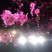 ヒメ日記 2025/03/28 11:22 投稿 りく sakura