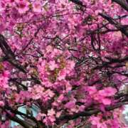 ヒメ日記 2025/03/28 16:22 投稿 りく sakura