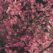 ヒメ日記 2025/04/03 23:22 投稿 りく sakura