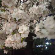 ヒメ日記 2025/04/07 22:02 投稿 りく sakura