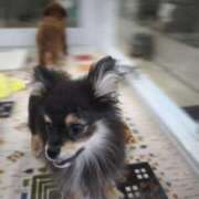 ヒメ日記 2025/05/13 11:12 投稿 りく sakura