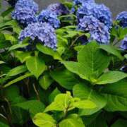 ヒメ日記 2025/05/27 16:22 投稿 りく sakura