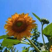 ヒメ日記 2025/07/25 06:22 投稿 りく sakura