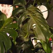 ヒメ日記 2025/11/11 13:32 投稿 りく sakura