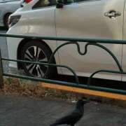 ヒメ日記 2025/01/18 08:00 投稿 まつり★ レースクィーン