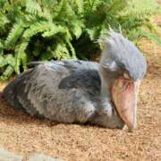 ヒメ日記 2025/02/10 12:12 投稿 まつり★ レースクィーン