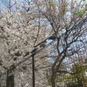 ヒメ日記 2025/04/06 08:00 投稿 まつり★ レースクィーン