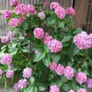 ヒメ日記 2025/06/14 08:01 投稿 まつり★ レースクィーン