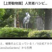 ヒメ日記 2025/09/17 08:01 投稿 まつり★ レースクィーン