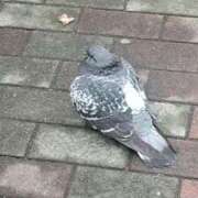 ヒメ日記 2026/02/10 08:00 投稿 まつり★ レースクィーン