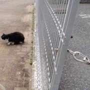 ヒメ日記 2026/03/16 12:00 投稿 まつり★ レースクィーン