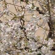 ヒメ日記 2026/03/31 08:00 投稿 まつり★ レースクィーン