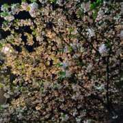 ヒメ日記 2026/04/09 08:00 投稿 まつり★ レースクィーン