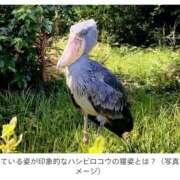ヒメ日記 2026/08/25 08:00 投稿 まつり★ レースクィーン
