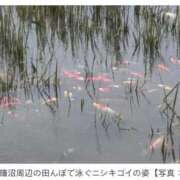 ヒメ日記 2026/10/02 13:55 投稿 まつり★ レースクィーン