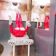 ヒメ日記 2024/12/25 10:03 投稿 エイト コンプレックス(京都)