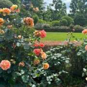 ヒメ日記 2025/10/08 13:23 投稿 あやめ 池袋マリン本店