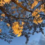 ヒメ日記 2026/04/10 19:11 投稿 伊藤 さな 超LEXUS