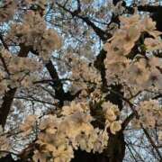 ヒメ日記 2025/04/10 00:29 投稿 りりあ 奥様プリモ