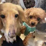 ヒメ日記 2025/07/19 20:49 投稿 りりあ 奥様プリモ