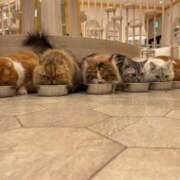 ヒメ日記 2025/08/17 18:09 投稿 りりあ 奥様プリモ