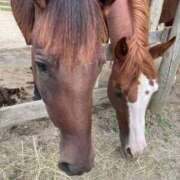 ヒメ日記 2025/11/01 08:59 投稿 りりあ 奥様プリモ