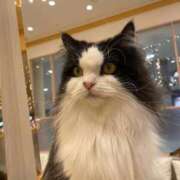 ヒメ日記 2025/11/29 07:19 投稿 りりあ 奥様プリモ