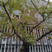 ヒメ日記 2025/04/13 13:46 投稿 しょうこ 汁婆クラブ