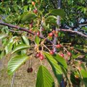 ヒメ日記 2025/04/29 16:56 投稿 しょうこ 汁婆クラブ