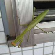 ヒメ日記 2025/09/17 11:56 投稿 しょうこ 汁婆クラブ