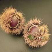 ヒメ日記 2025/10/14 13:48 投稿 しょうこ 汁婆クラブ