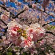 ヒメ日記 2025/03/18 13:58 投稿 蒼井海久 プレジデントハウス
