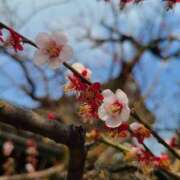 ヒメ日記 2025/03/25 11:14 投稿 蒼井海久 プレジデントハウス