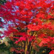 ヒメ日記 2024/12/17 21:20 投稿 まこ♡完全業界未経験♡ 即生専門店ゴッドパイ