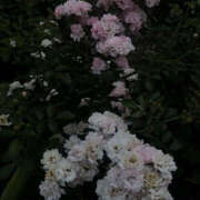 ヒメ日記 2024/12/07 19:56 投稿 みり ラブコレ