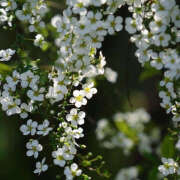 ヒメ日記 2024/12/08 19:40 投稿 みり ラブコレ