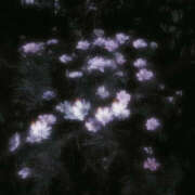 ヒメ日記 2024/12/11 19:29 投稿 みり ラブコレ