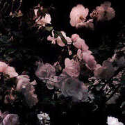 ヒメ日記 2024/12/12 21:20 投稿 みり ラブコレ