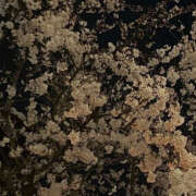 ヒメ日記 2024/12/15 20:14 投稿 みり ラブコレ