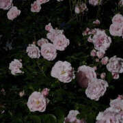 ヒメ日記 2024/12/19 19:30 投稿 みり ラブコレ