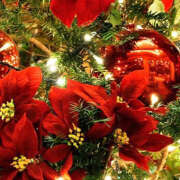 ヒメ日記 2024/12/23 19:30 投稿 みり ラブコレ