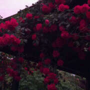 ヒメ日記 2024/12/27 21:55 投稿 みり ラブコレ