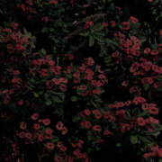 ヒメ日記 2024/12/28 19:31 投稿 みり ラブコレ