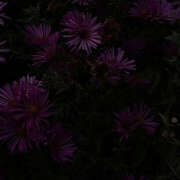 ヒメ日記 2025/01/04 19:53 投稿 みり ラブコレ