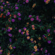 ヒメ日記 2025/01/16 21:05 投稿 みり ラブコレ