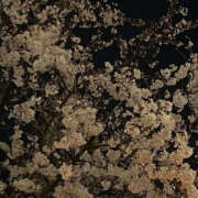 ヒメ日記 2025/01/17 19:55 投稿 みり ラブコレ