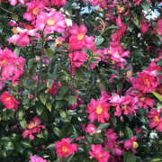 ヒメ日記 2025/01/26 19:38 投稿 みり ラブコレ